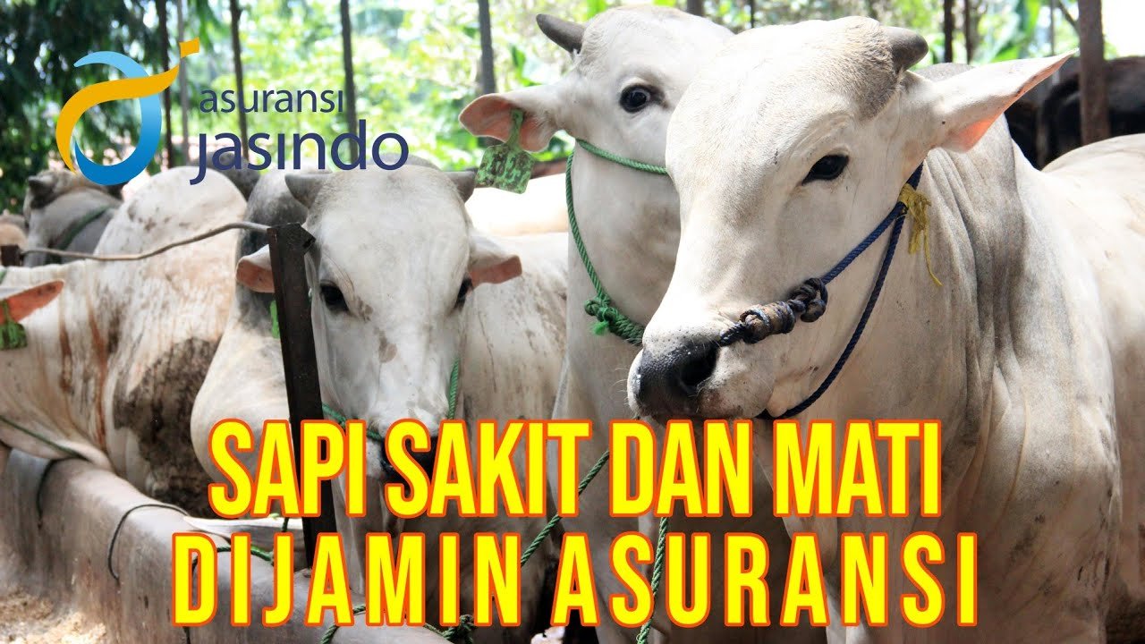 
                                 Asuransi-Ternak-Sapi-Jasindo